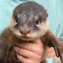 Young Asian small-clawed otter
