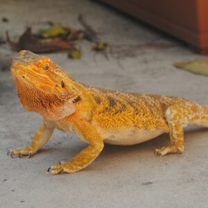 Premium Zero Morph Bearded Dragon with patternless silver-white scales in a professional breeder enclosure. Zero Morph Bearded Dragon for sale