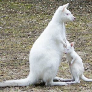 A rare, pure white Albino Wallaby for sale standing in a shaded grassy area.
