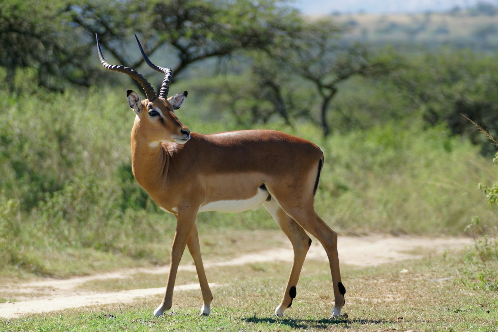 Premium exotic hoofstock for sale including hand-raised bottle baby antelope and zebra at E Farms
