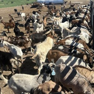 Exotic goats for sale standing by a feeding trough at a premium E Farms livestock facility