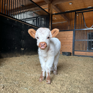 Premium miniature fluffy calf standing in a clean barn stall for sale at E Farms.Exotic hoofstock for sale