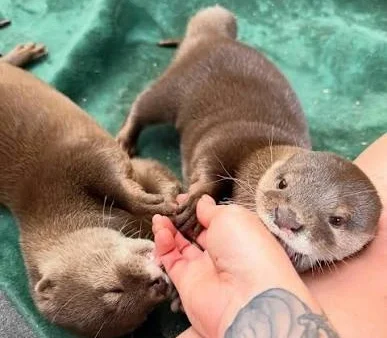 Asian small-clawed otter pre-order and acquisition guide