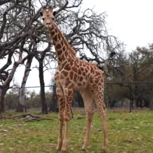 Giraffe for sale from E FARMS verified breeders