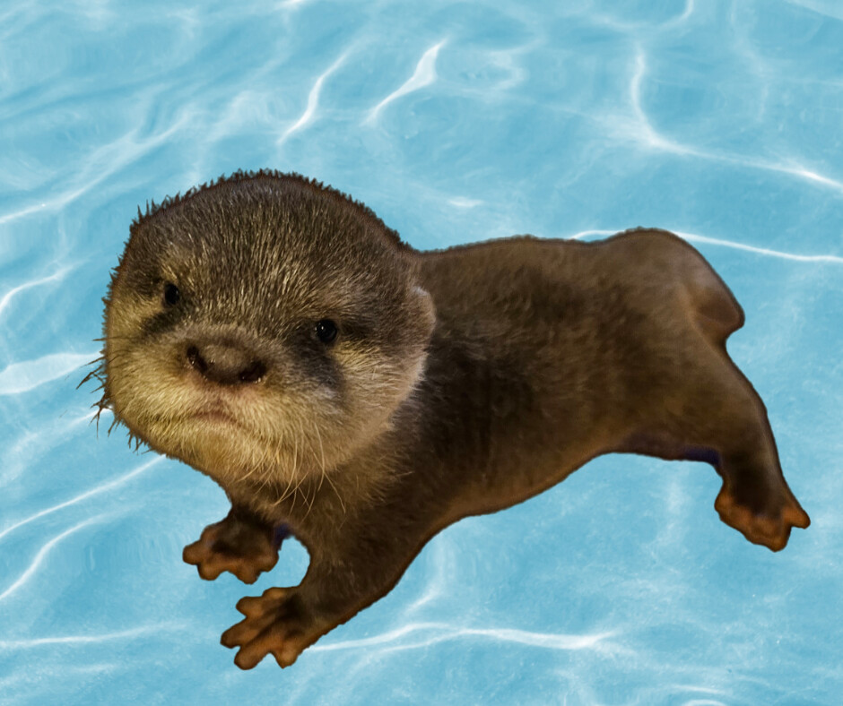 Asian small-clawed otter for sale and legal ownership information