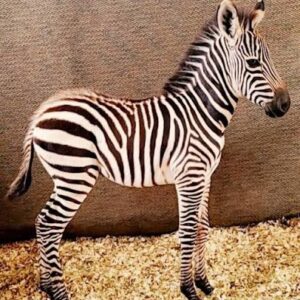 Zebra for sale from E FARMS verified breeders