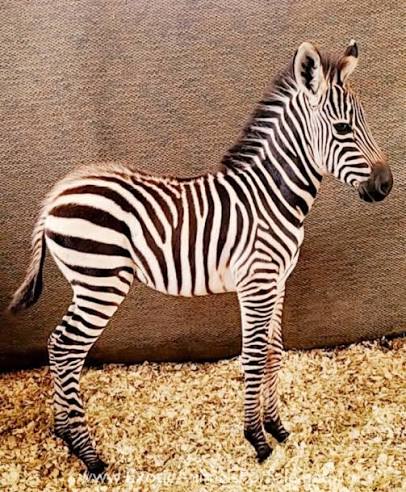 Zebra for sale from E FARMS verified breeders